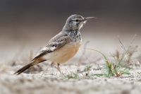 Skrivan dudkovity - Alaemon alaudipes - Greater Hoopoe-Lark o0070